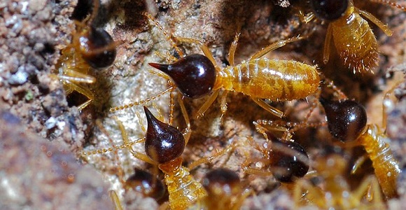 B.Dupont.2011.Termites_(Nasutitermes_corniger)_(8371245976)