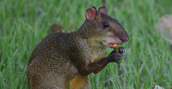 ©Daniel Goeleven. Agouti (Dasyprocta azarae) mangeant une graine de courbaril, Brésil