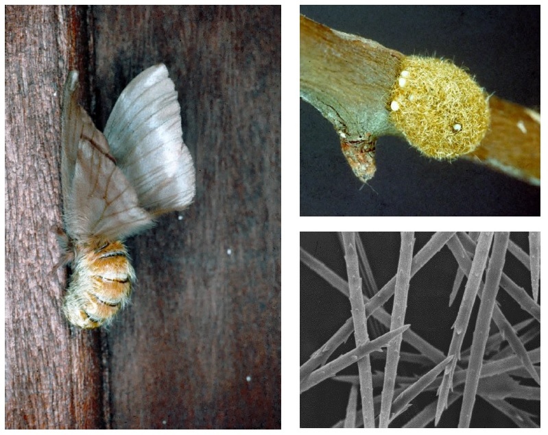 La femelle du papillon cendre, sa ponte recouverte de poils urticants et leur grossissement au microscope électronique à balayage