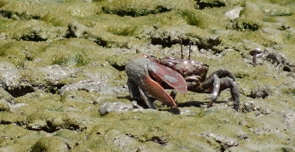 Crabe sur de la vase. Crédit photo H. Breton,
