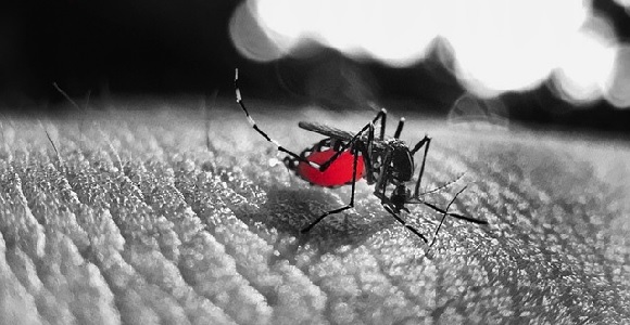 Moustique femelle du genre Aedes, après un repas sanguin.