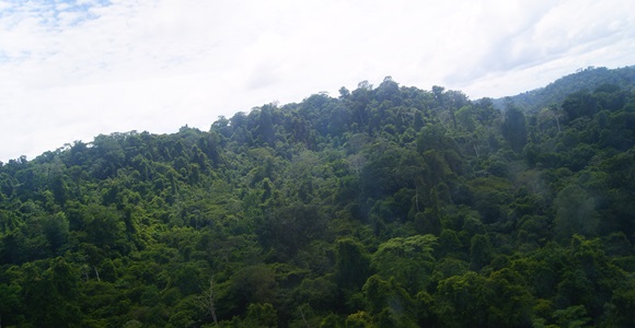 Canopée, sud de la Guyane