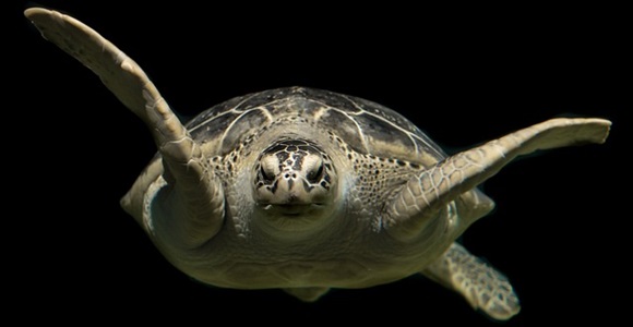 Photo de tortue verte par Rudy & Peter Skitterians, Pixabay.